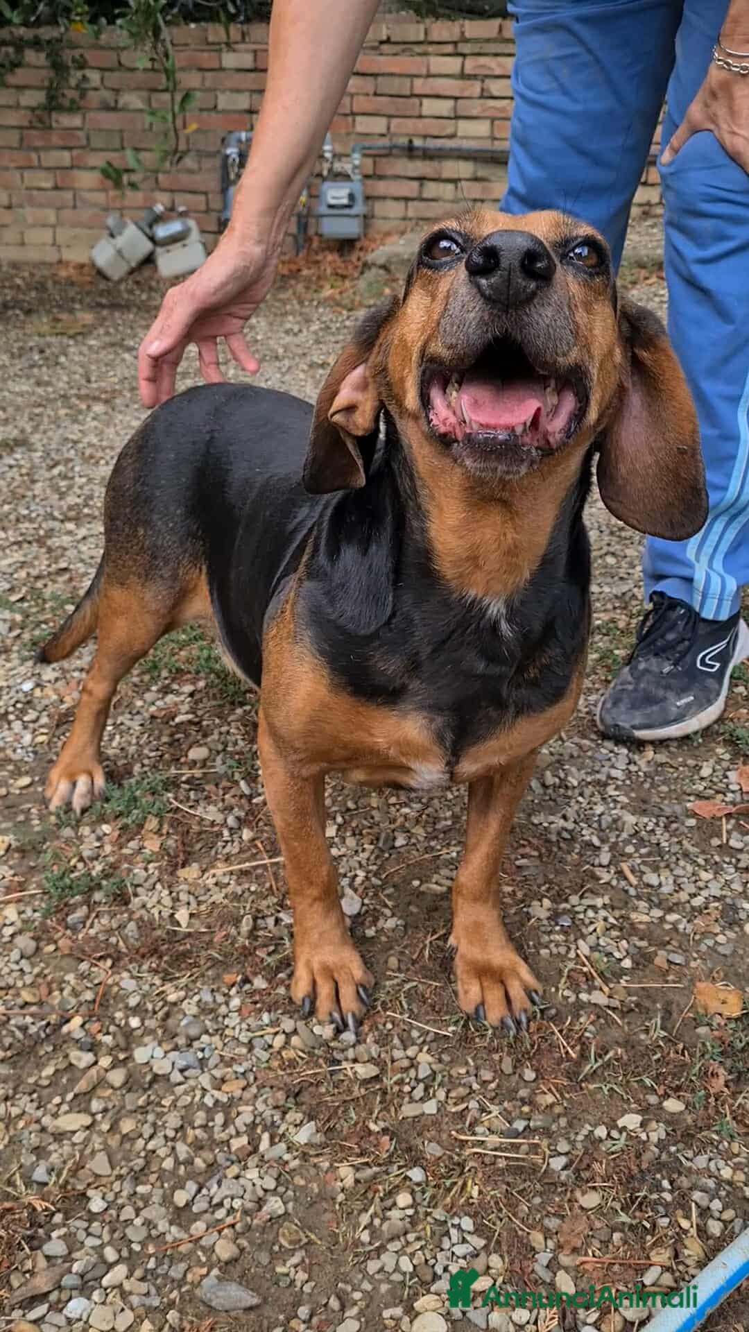 Meticcio cani in regalo: PIPPO, buffo nanetto invisibile. - Annuncio 10