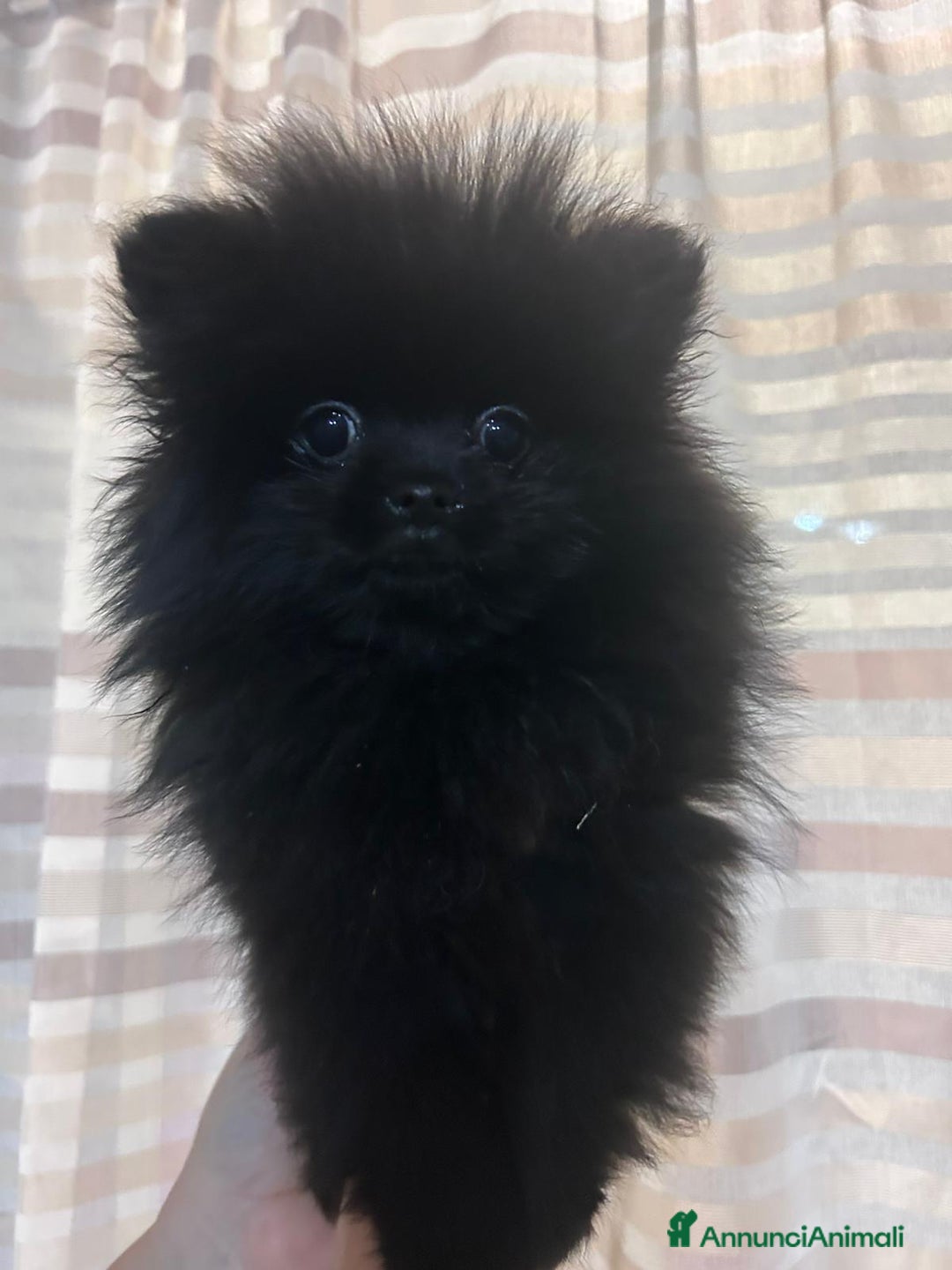 Volpino Pomerania cani in vendita: CUCCIOLA DI POMERANIA  - Annuncio 9