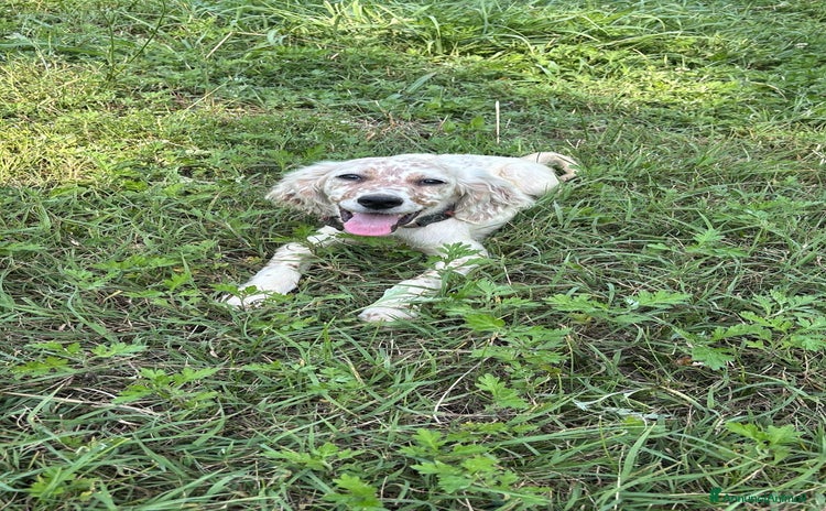 Setter Inglese cani a Provincia di Ascoli Piceno - Annuncio 2