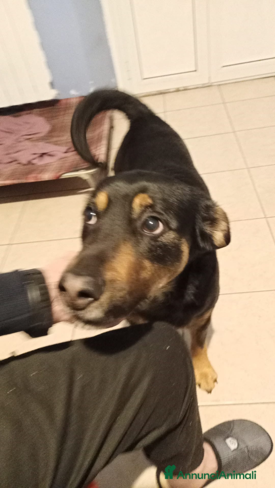 Meticcio cani Jack ed i suoi occhioni tristi  a Città Metropolitana di Torino - Annuncio 11