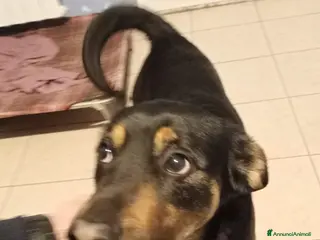 Meticcio cani Jack ed i suoi occhioni tristi a Città Metropolitana di Torino - Annuncio 11