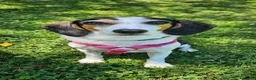 Meticcio cani in regalo: CUCCIOLI ABBANDONATI: URGENTE  a Città Metropolitana di Torino - Annuncio 2