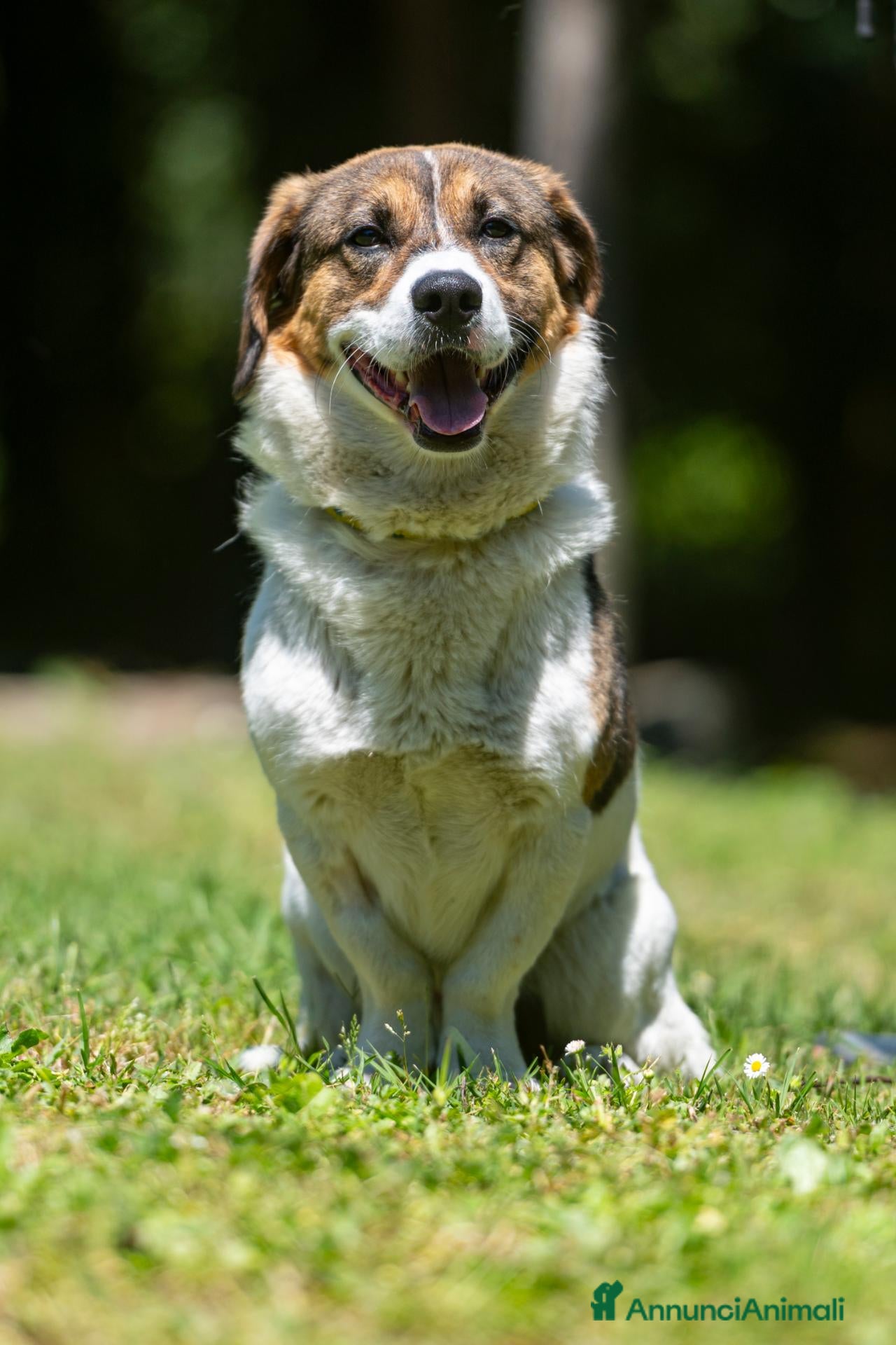 Meticcio cani SONO MASTRO LINDO E VI RIEMPIRÒ LA CASA DI AMORE - Annuncio 27