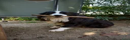 Border Collie cani per accoppiamento: Border Collie maschio con pedigree ENCI per monta a Provincia di Perugia - Annuncio 6