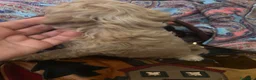 Barboncino cani in vendita: Barboncini toy - Annuncio 8