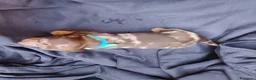 Bassotto cani in vendita: Bassotto Nano Merlè maschio  - Annuncio 2