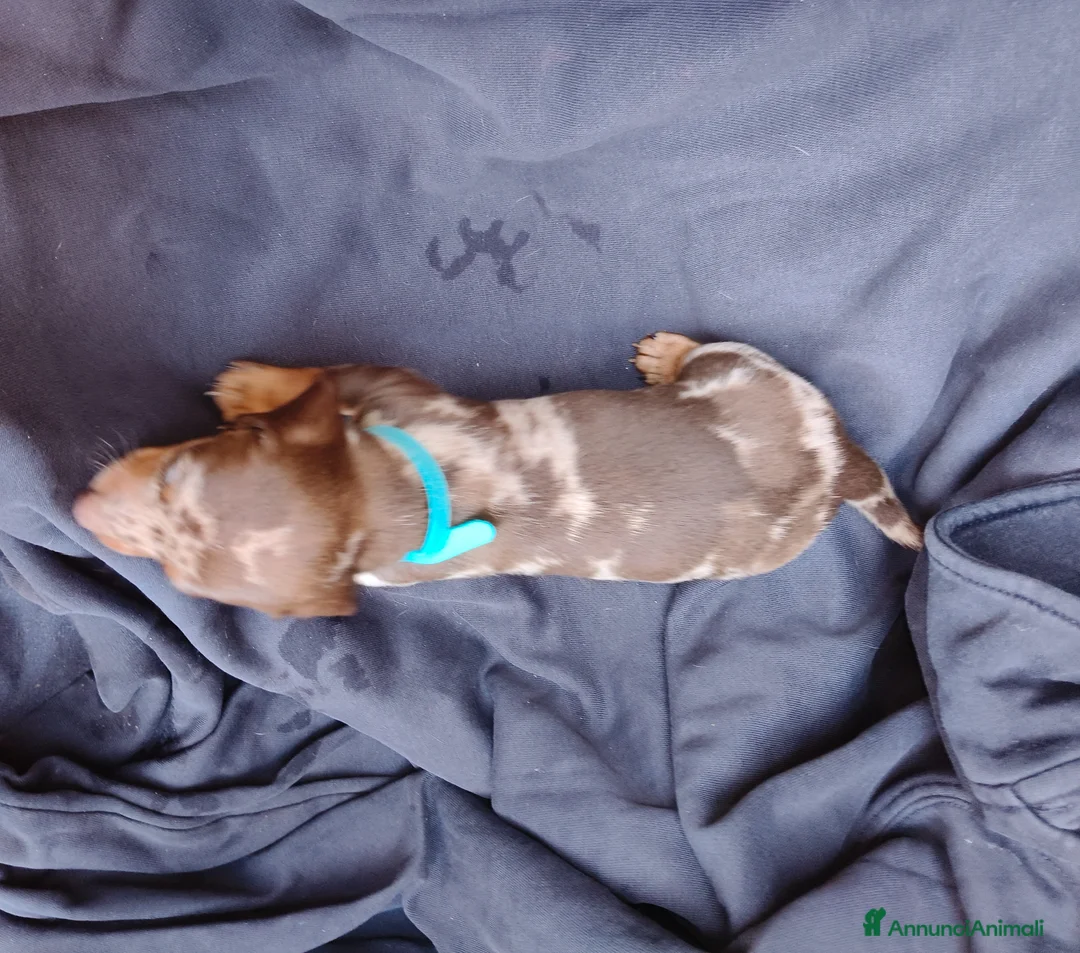 Bassotto cani in vendita: Bassotto Nano Merlè maschio  - Annuncio 2