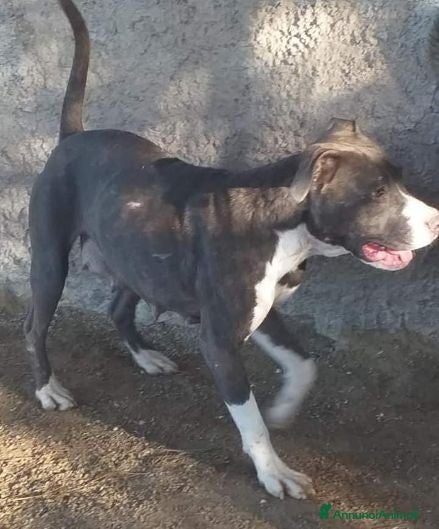 Pitbull cani ORCHIDEA fiduciosa verso tutti - Annuncio 2