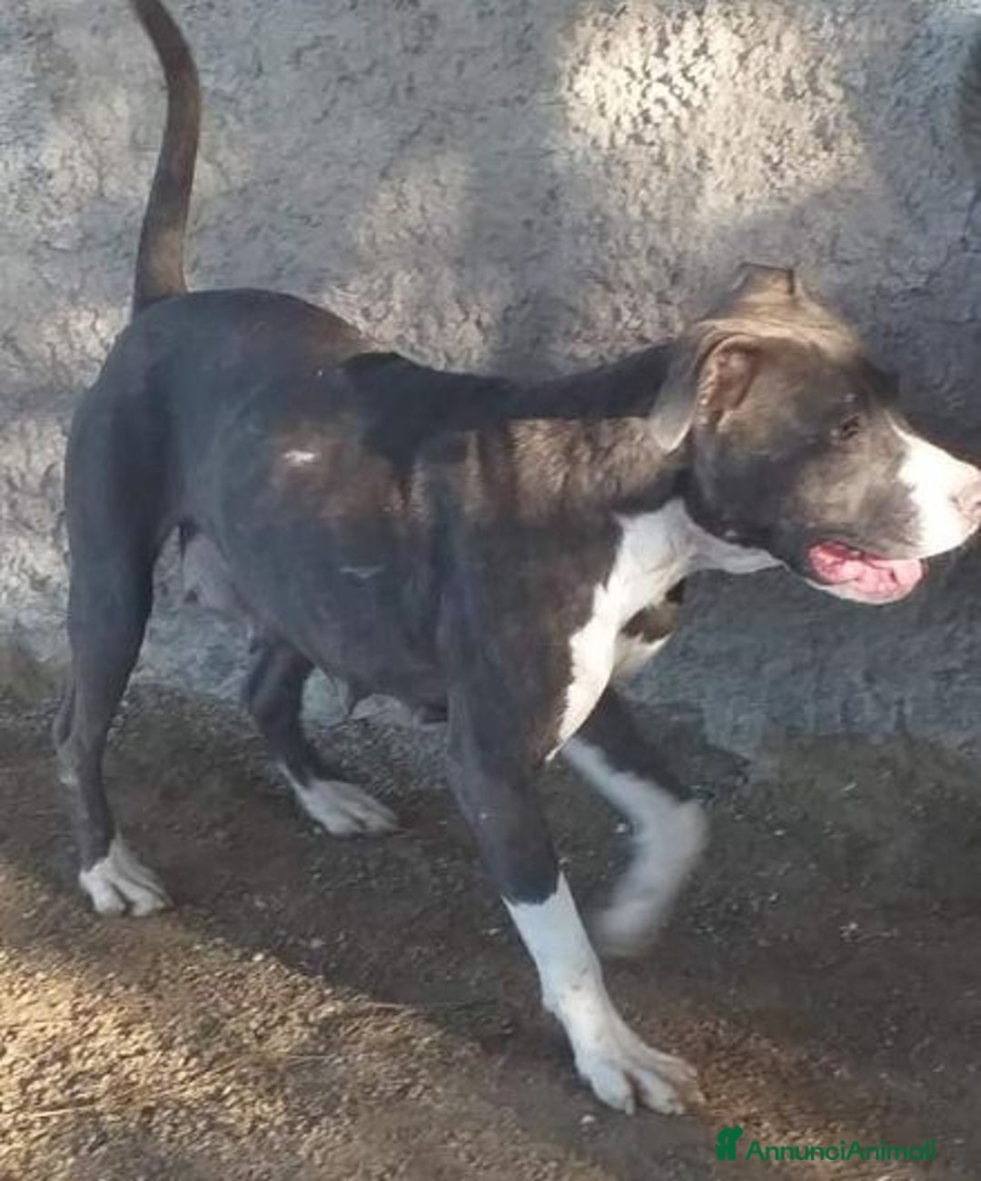 Pitbull cani in regalo: ORCHIDEA fiduciosa verso tutti - Annuncio 1