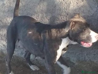 Pitbull cani ORCHIDEA fiduciosa verso tutti - Annuncio 2