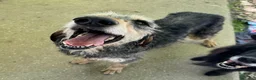 Segugio cani in regalo: Porthos 5 anni Taglia media  - Annuncio 2