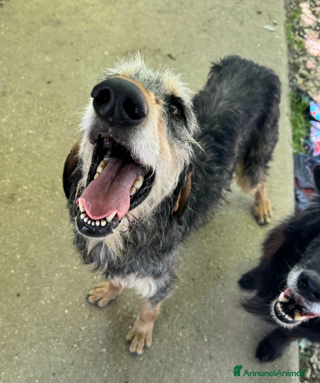 Segugio cani in regalo: Porthos 5 anni Taglia media  - Annuncio 2
