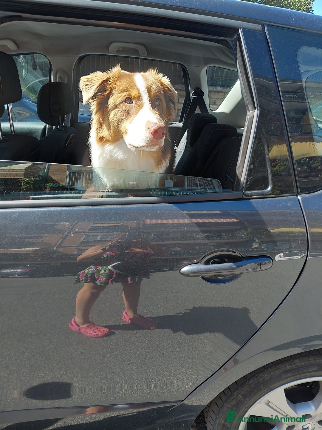 Australian Shepherd cani per accoppiamento: Pastore australiano  - Annuncio 37