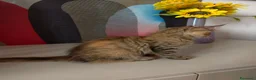 Maine Coon gatti in vendita: Dolcissima cucciola Maine coon  - Annuncio 5
