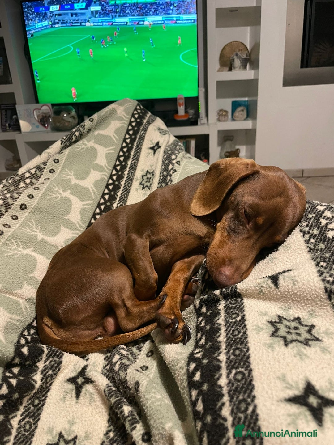 Bassotto cani per accoppiamento: Accoppiamento  - Annuncio 5