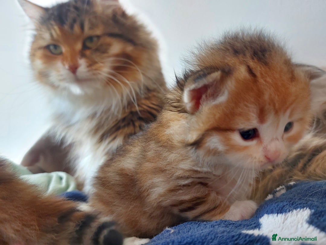 Siberiano gatti in vendita: Cuccioli di gatto Siberiano Certificati  - Annuncio 12