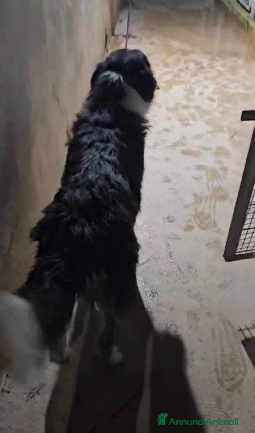 Meticcio cani in regalo: ROSALIA: GIOVANE MAMMINA EQUILIBRATA DOLCISSIMA  - Annuncio 5