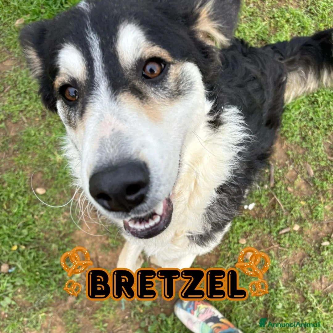 Meticcio cani in regalo: BRETZEL 🩷 - cucciola allegra e solare cerca 🏡  - Annuncio 1