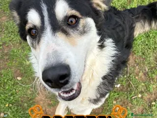 Meticcio cani BRETZEL 🩷 - cucciola allegra e solare cerca 🏡 - Annuncio 7