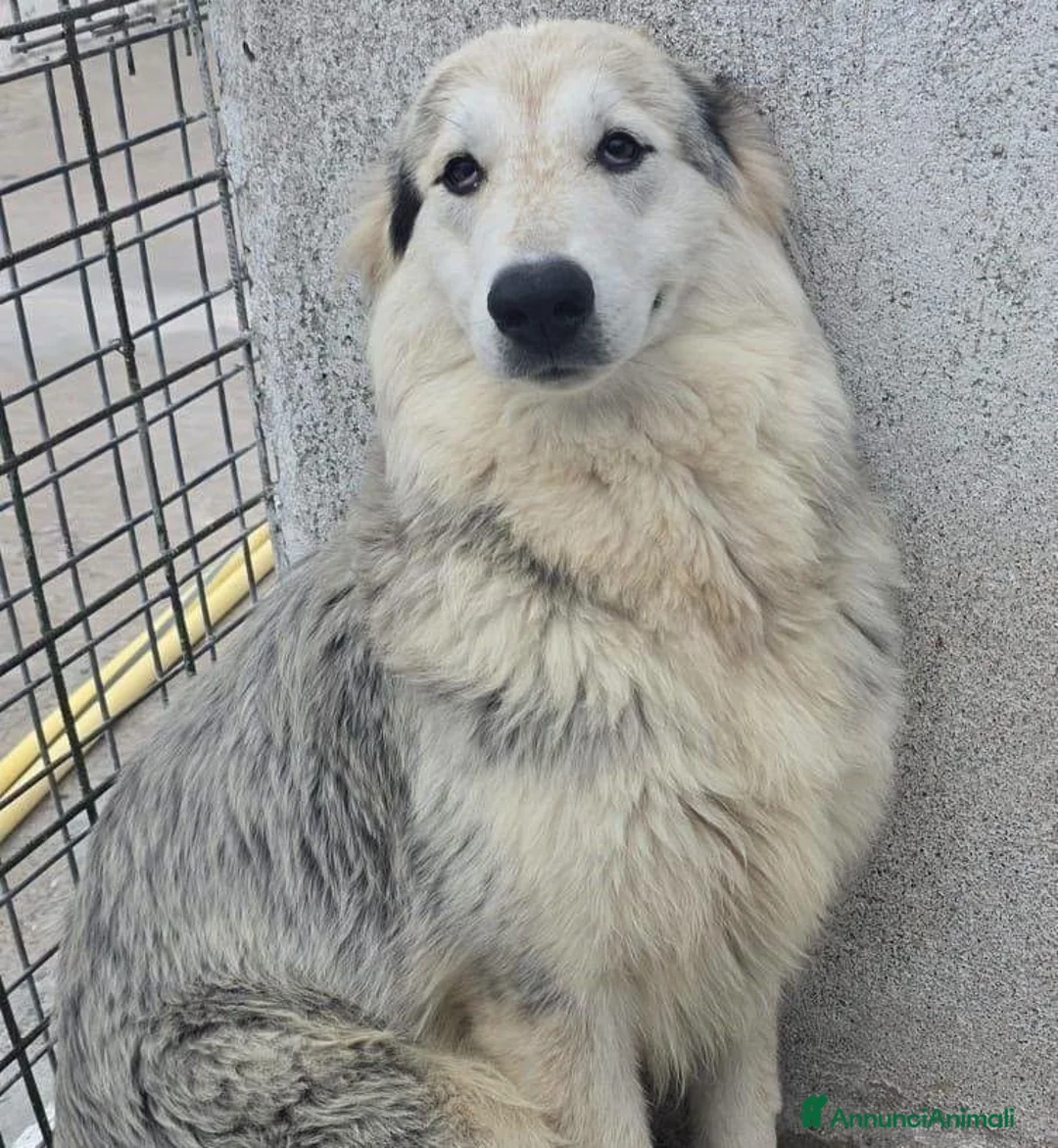 Meticcio cani in regalo: Molly - Annuncio 1