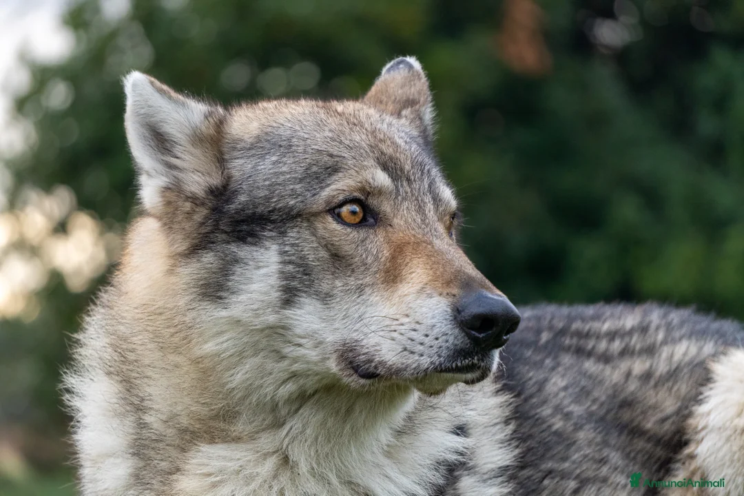 Australian Shepherd cani in vendita: Australian Shepherd  - Annuncio 18