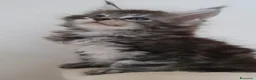 Maine Coon gatti in vendita: MAINE COON  - Annuncio 2