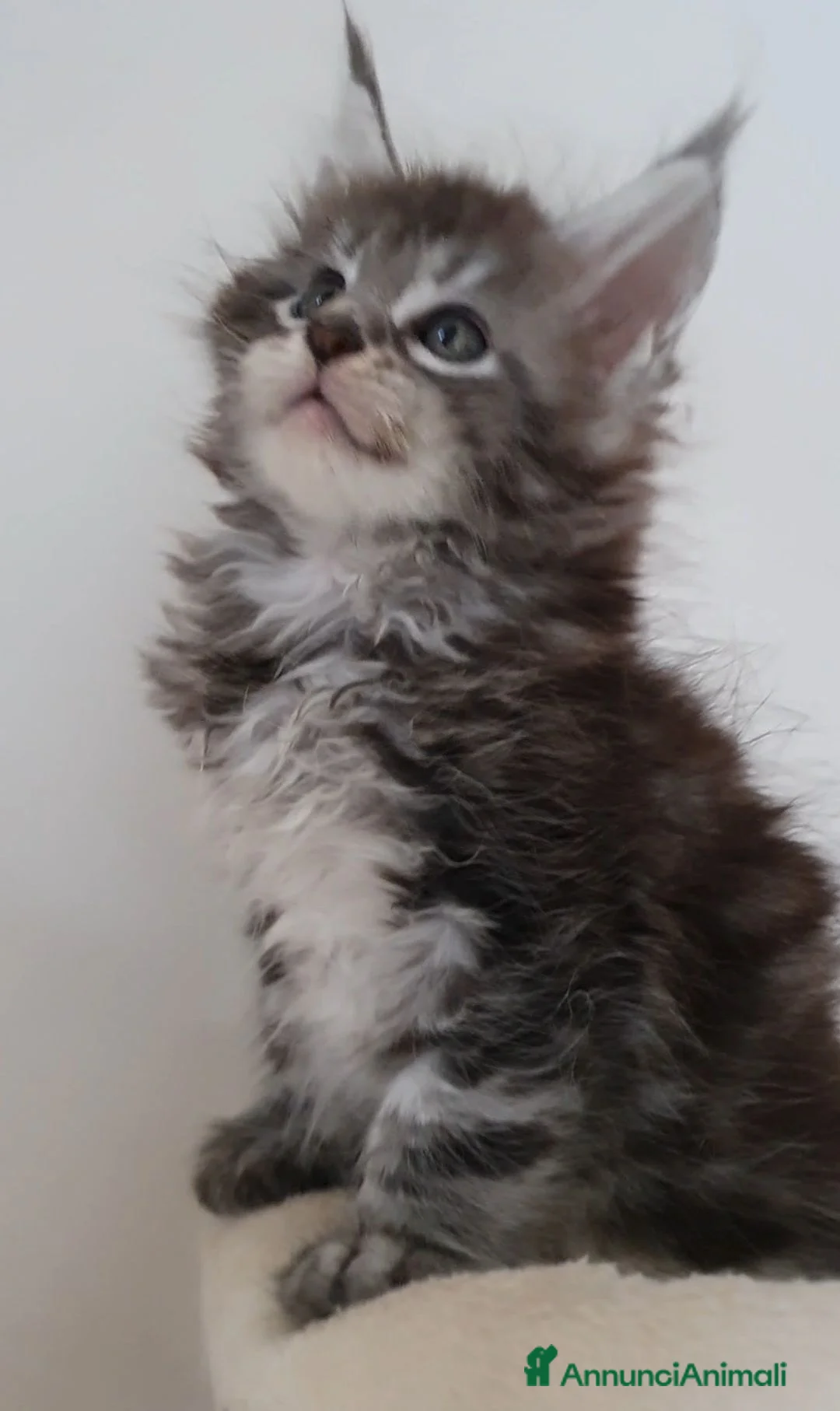 Maine Coon gatti in vendita: MAINE COON  - Annuncio 2