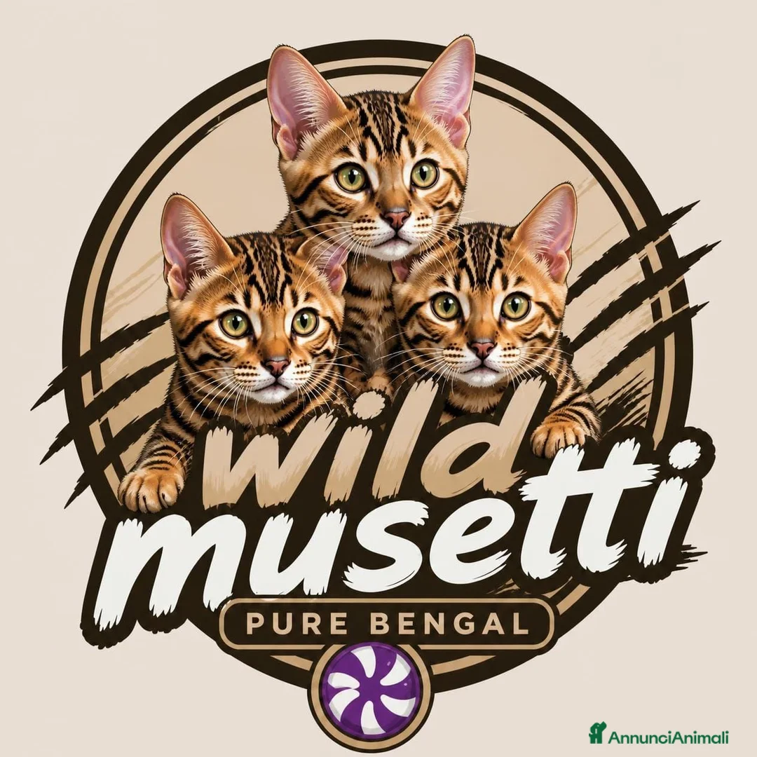 Bengala gatti in vendita: Gatti Bengala cuccioli a Città Metropolitana di Venezia - Annuncio 1
