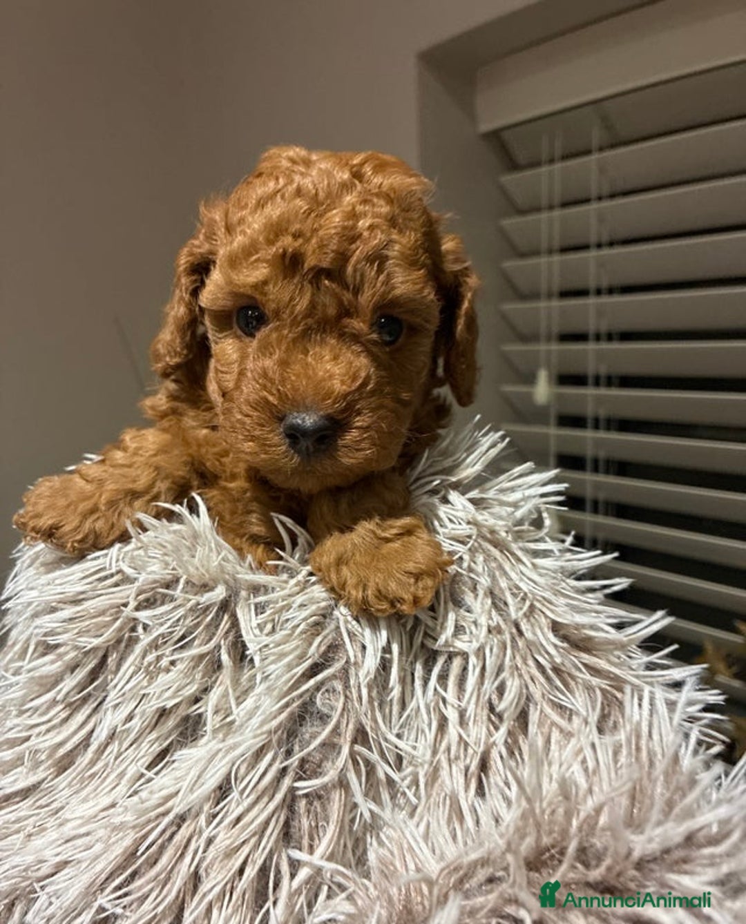 Barboncino Toy cani in vendita: Adorabili cuccioli di Barboncino Toy - Annuncio 5