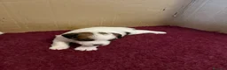 Jack Russell cani in vendita: Cuccioli Jack Russel Terrier Alta genealogia  - Annuncio 13