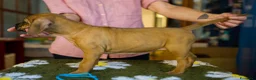 Rhodesian Ridgeback cani in vendita: Wid Gees Litter - Annuncio 37