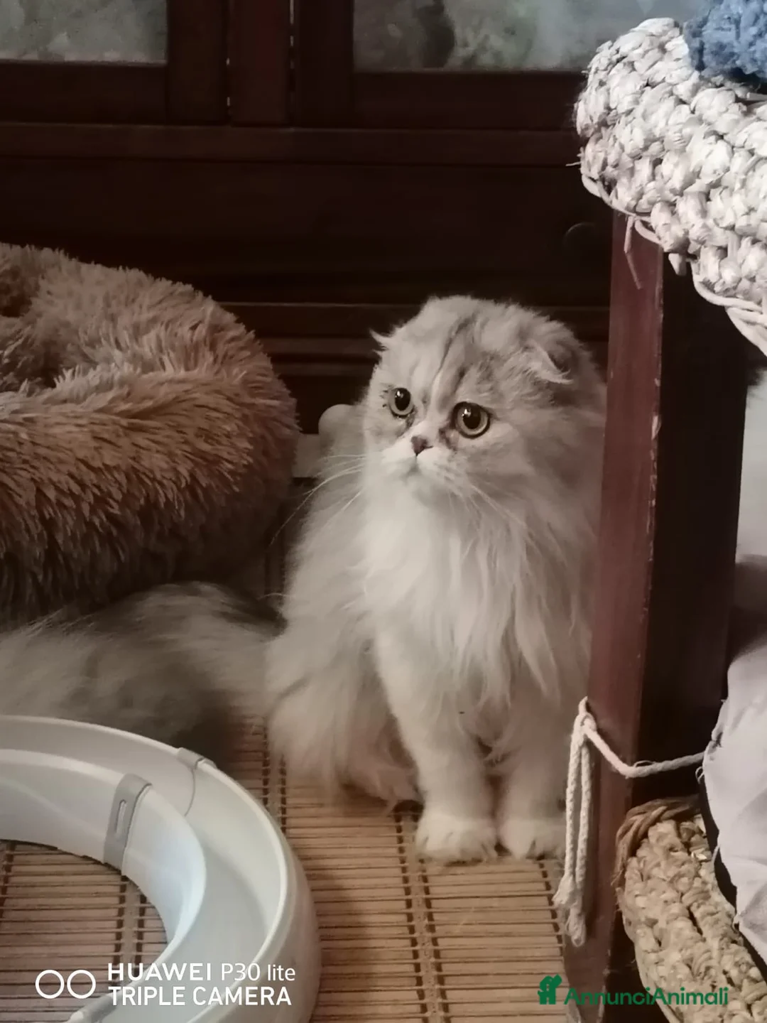 Scottish gatti in vendita: Scottish Fold femmina  a Città Metropolitana di Torino - Annuncio 2