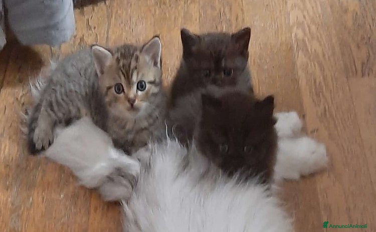 Scottish gatti a Provincia di Reggio Emilia - Annuncio 2