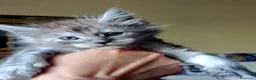 Maine Coon gatti in vendita: Cucciole di Maine Coon  - Annuncio 4