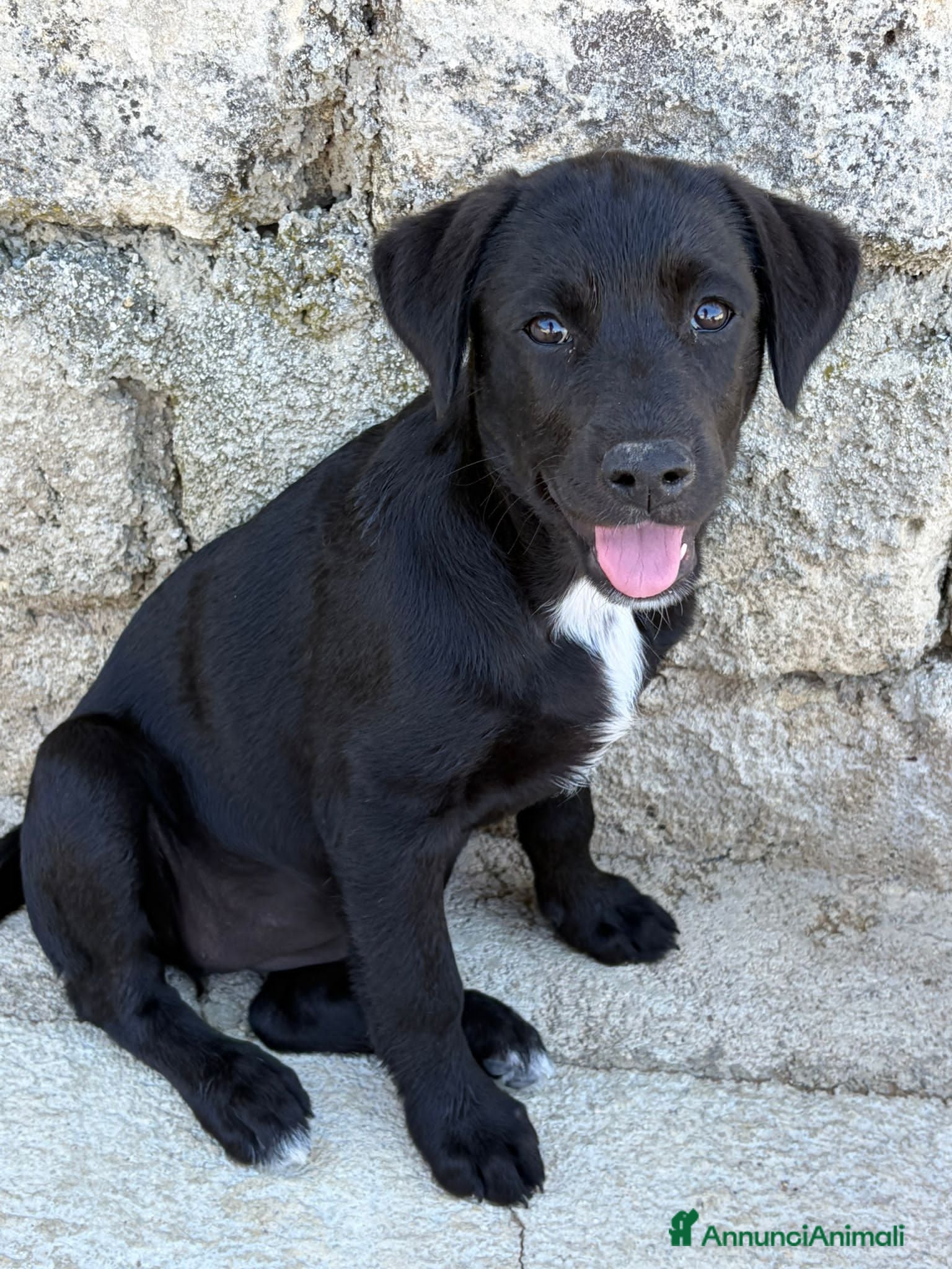 Meticcio cani in regalo:  CARLOTTA, CILIEGIA E TOBY, - Annuncio 3