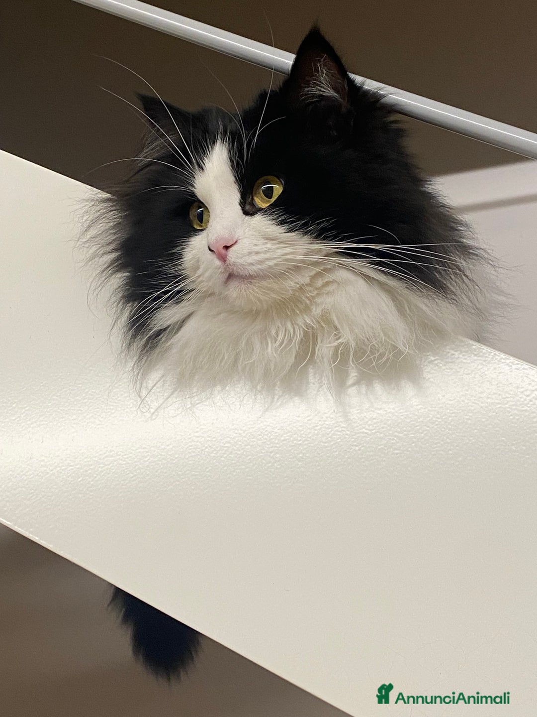 Siberiano gatti per accoppiamento: Stallone siberiano per monta - Immagine 8