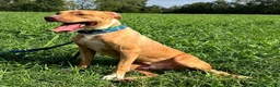 Pitbull cani in regalo: CLYDE CERCA CASA - Annuncio 6
