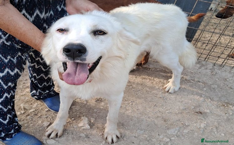 Meticcio cani a Provincia di Livorno - Annuncio 3