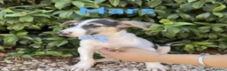 Meticcio cani in regalo: Mars il cucciolo tricolore - Annuncio 1