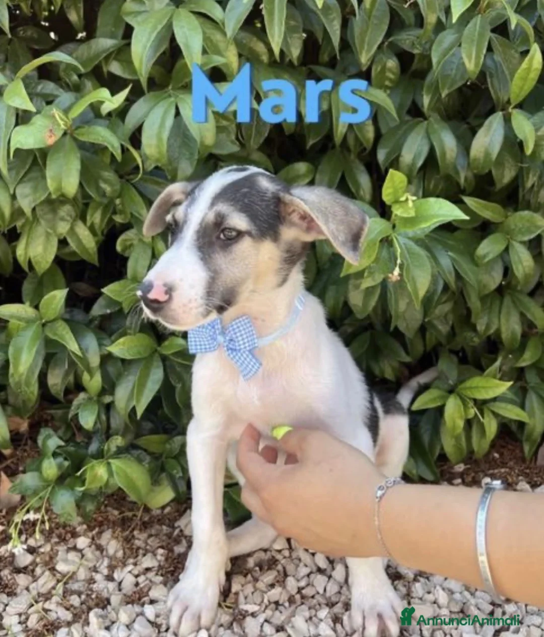 Meticcio cani in regalo: Mars il cucciolo tricolore - Annuncio 1