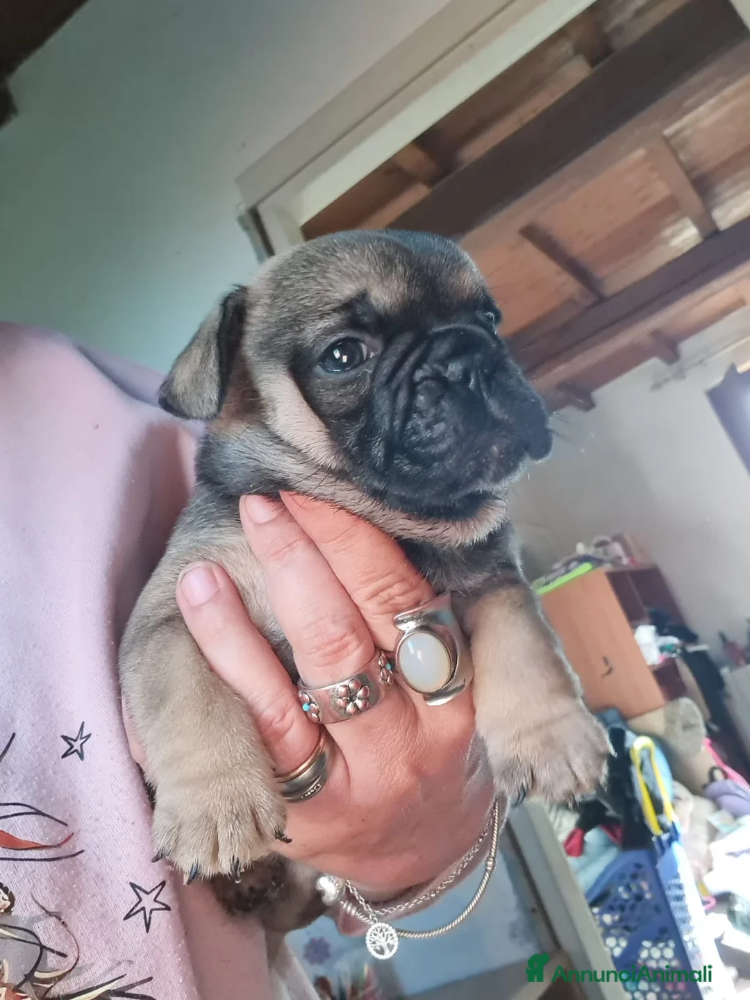 Bulldog Francese cani in vendita: Bulldog francese blu merle - Annuncio 1