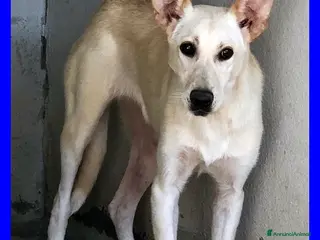 Meticcio cani JANIS una balla timidina - Annuncio 13