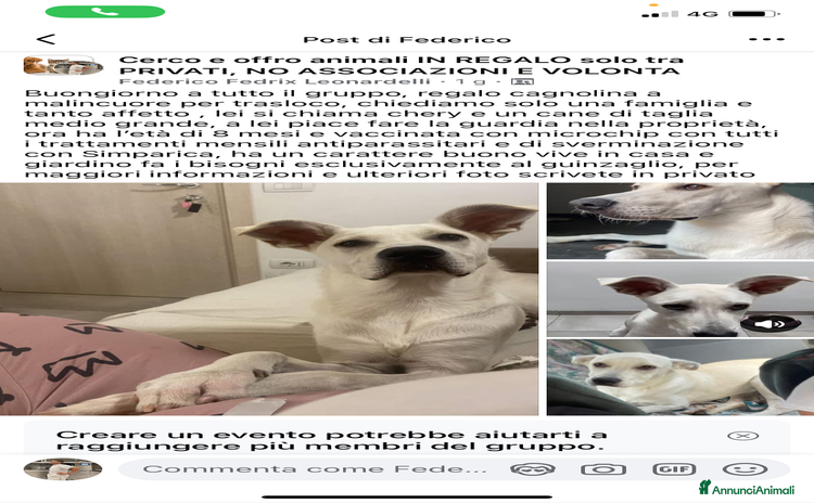 Meticcio cani a Provincia autonoma di Trento - Annuncio 5