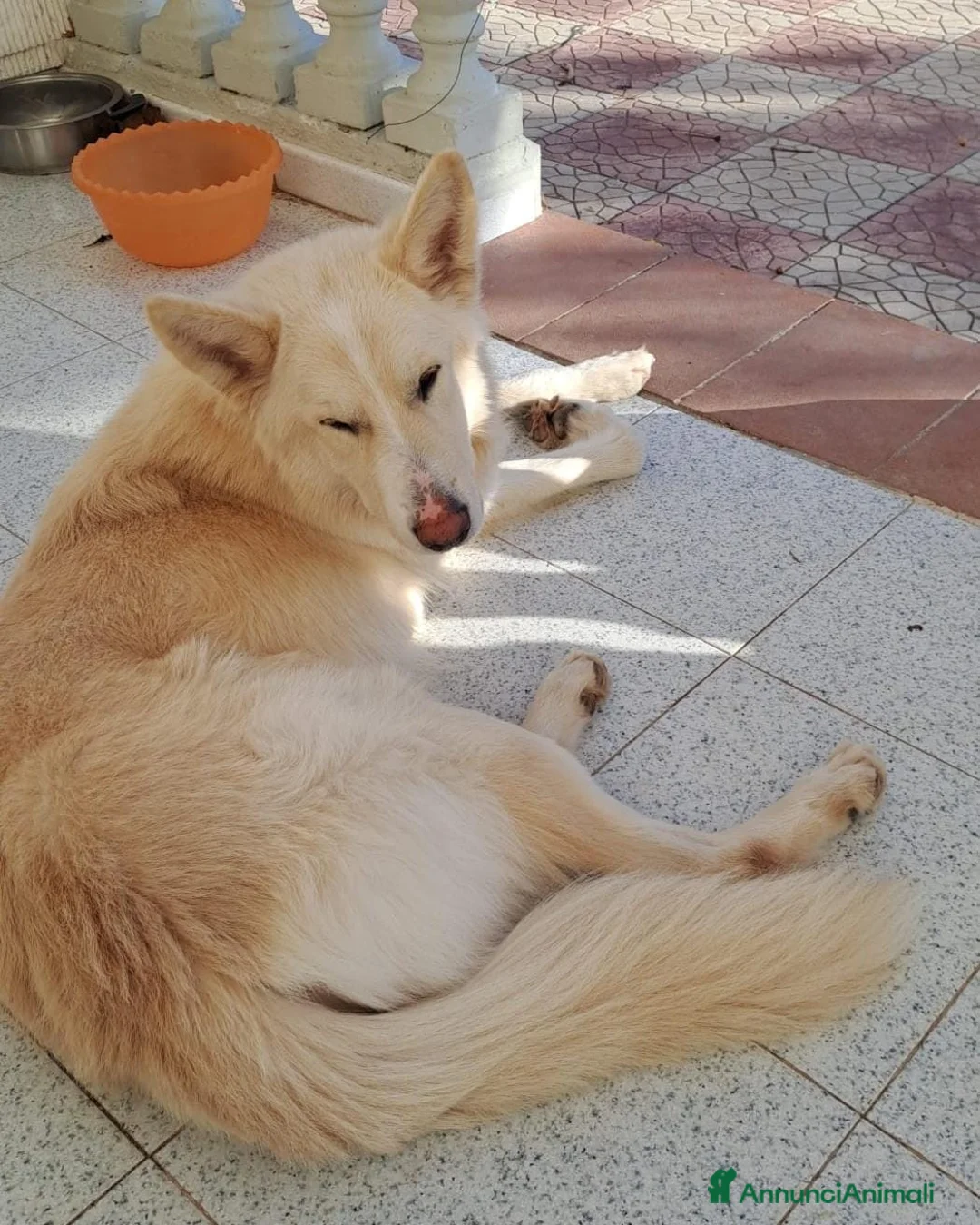Meticcio cani in regalo: NUVOLA 💙 una nuova famiglia per ricominciare a Provincia di Parma - Annuncio 2