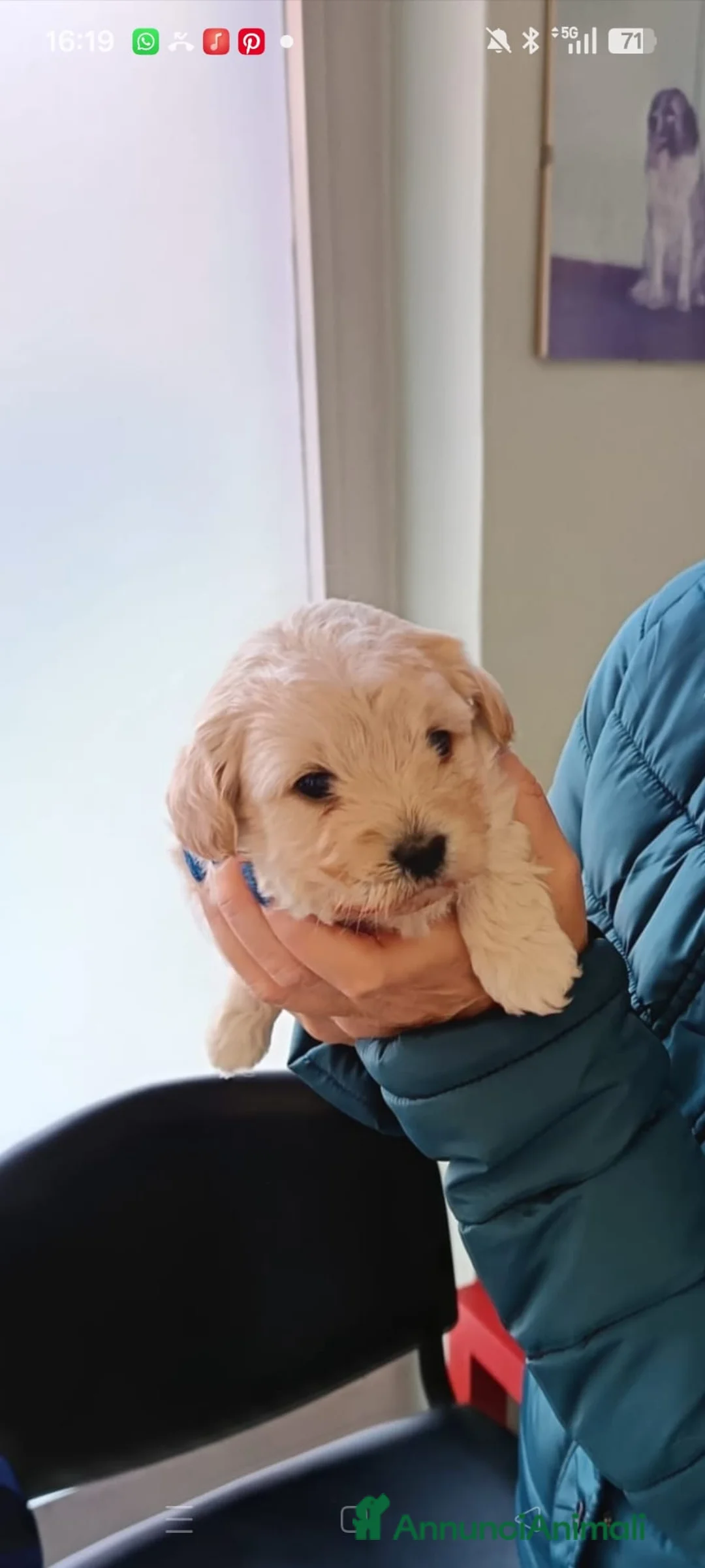 Maltipoo cani in vendita: Maltipoo - Annuncio 2