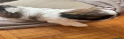 Shih Tzu cani in vendita: Schitzu il tuo batuffolo di gioia ti aspetta  - Annuncio 5