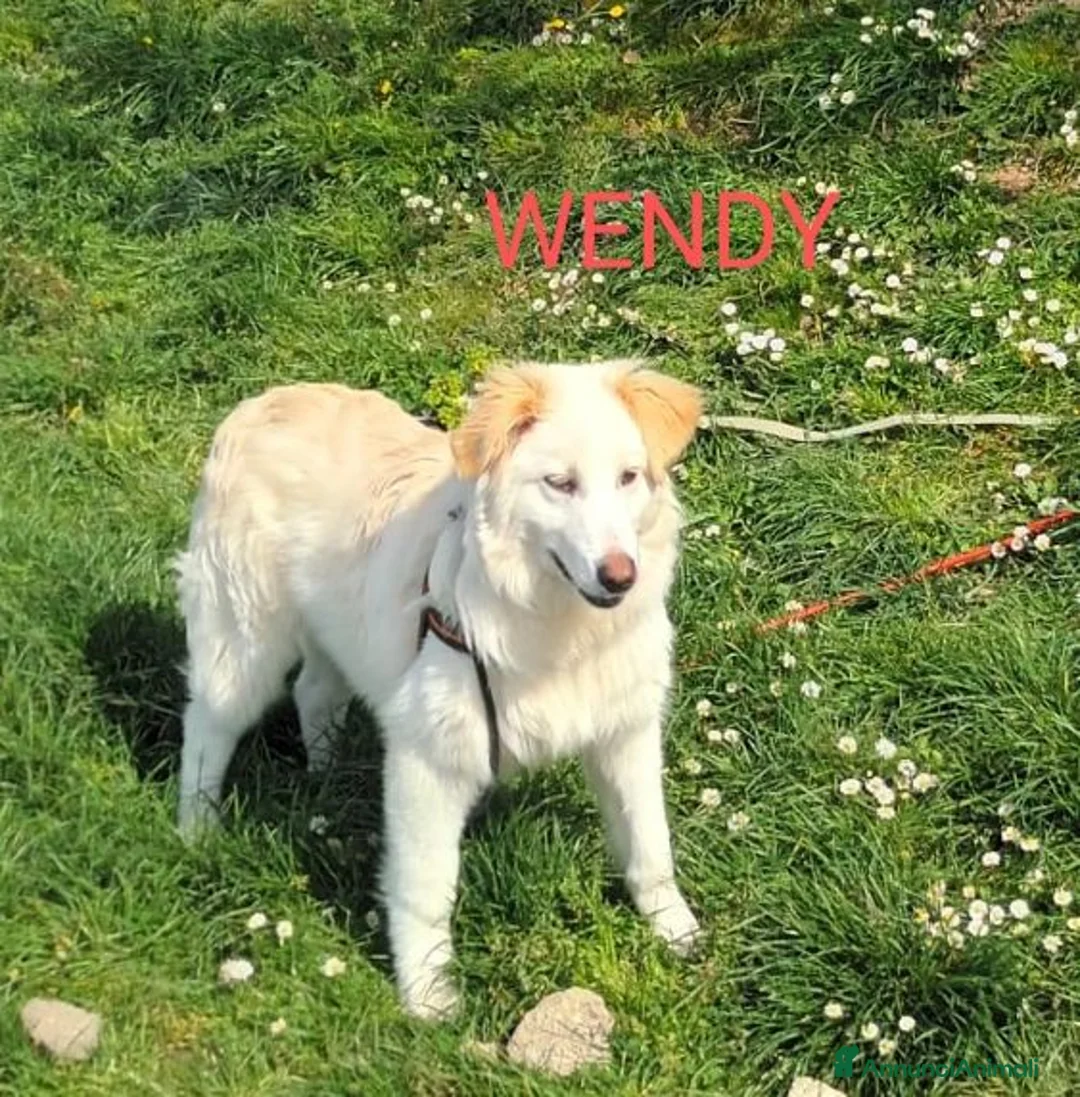 Meticcio cani in regalo: WENDY giovane tg mediogrande - Annuncio 3