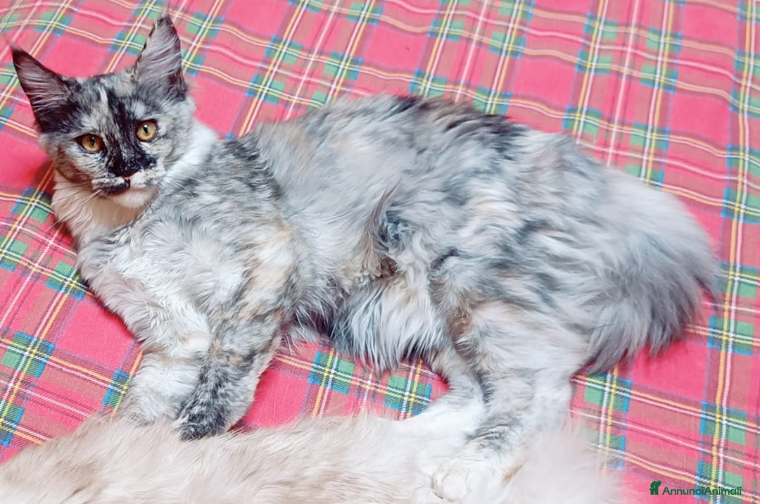 Maine Coon gatti in vendita: Cucciola Maine Coon Pedigree ANFI - Annuncio 4