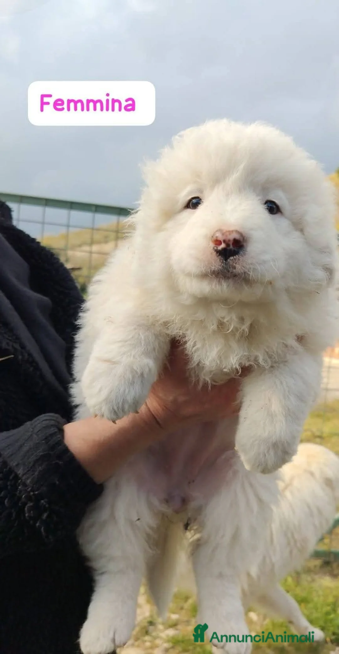Meticcio cani in regalo: 2 mesi mix maremmano  - Annuncio 8