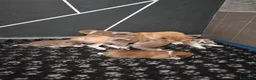 Akita Inu cani in vendita: CUCCIOLI DI AKITA LOMBARDIA  - Annuncio 11